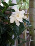 Tahitian Gardenia 4" Pot P306