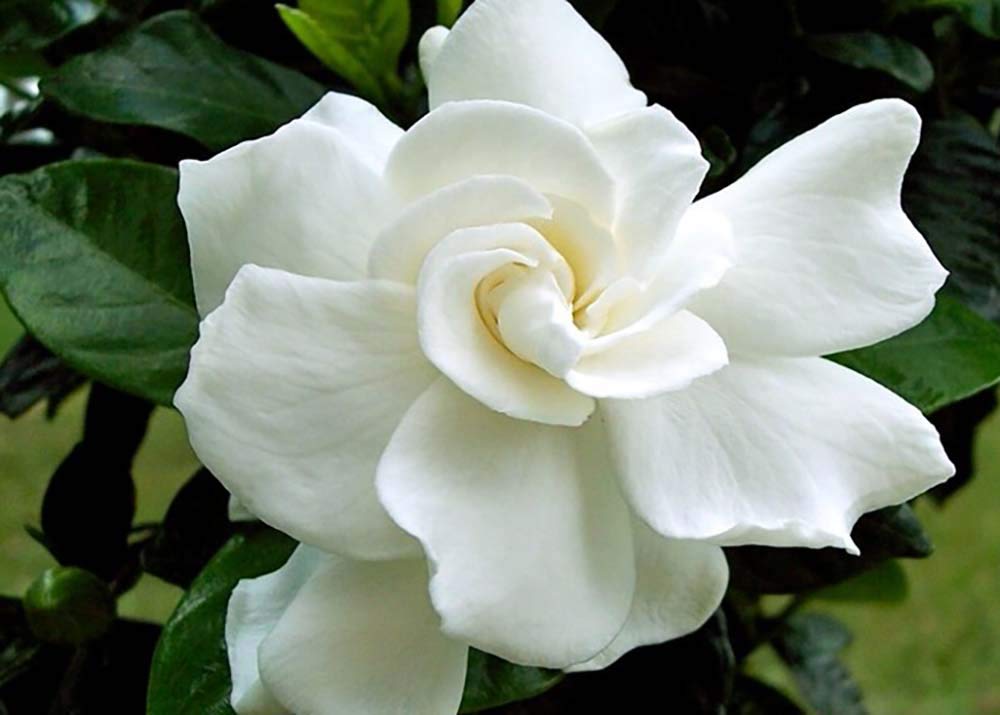 Tahitian Gardenia 4" Pot P306