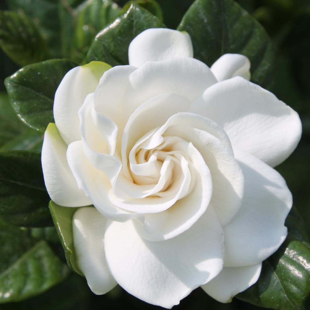 White Gardenia Tree Live Plant 5-7 Inch Tall H251553