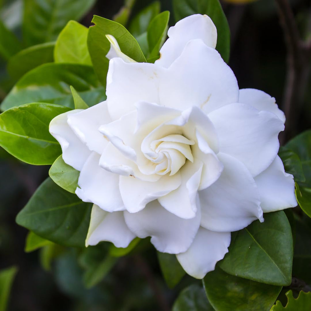 White Gardenia Tree Live Plant 5-7 Inch Tall H251553
