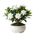 White Gardenia Tree Live Plant 5-7 Inch Tall H251553
