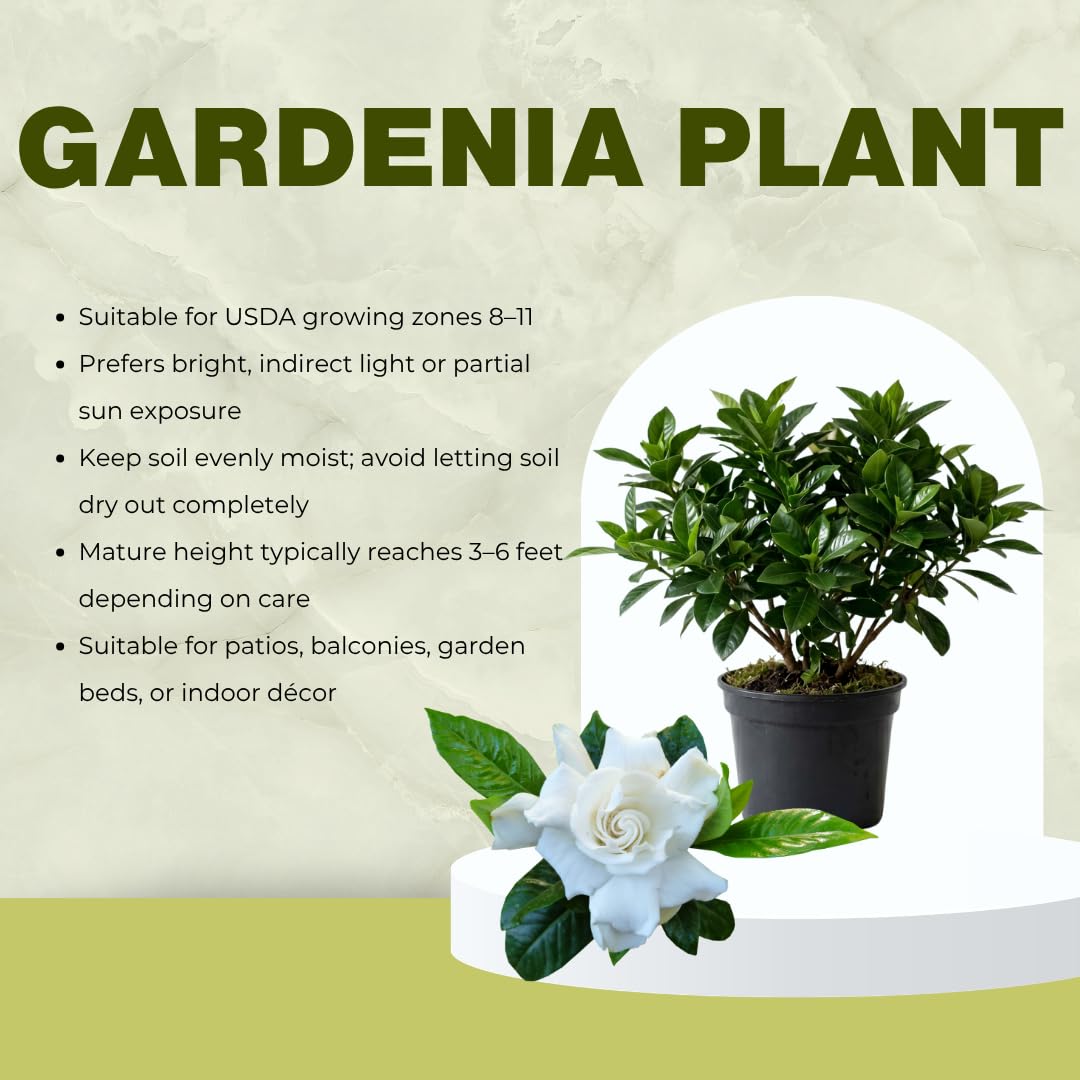 White Gardenia Tree Live Plant 5-7 Inch Tall H251553