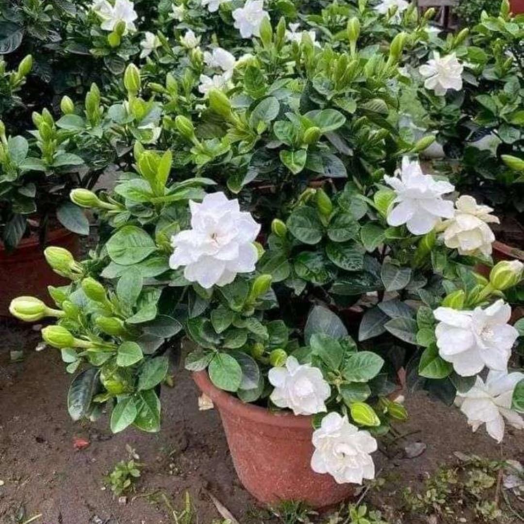 White Gardenia Tree Live Plant 5-7 Inch Tall H251553