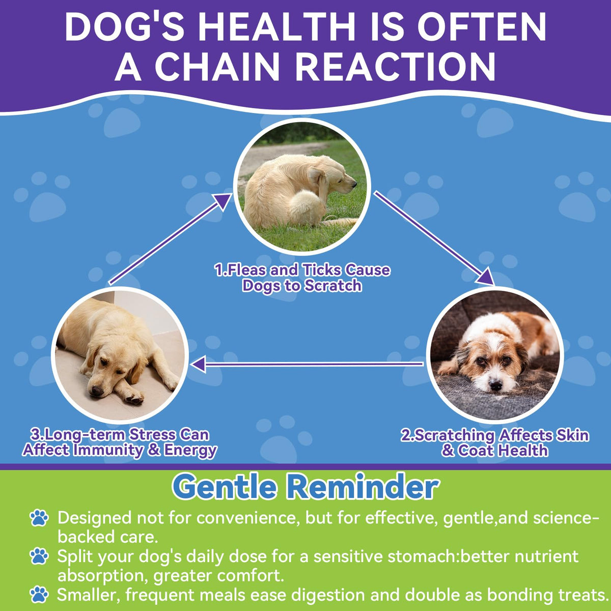 Flea and Tick Prevention for Dogs R3465