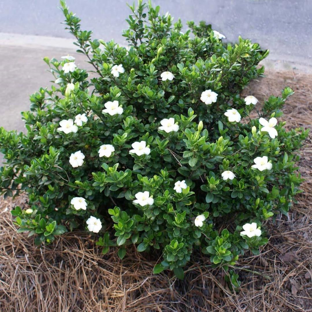 White Gardenia Tree Live Plant 5-7 Inch Tall H251553