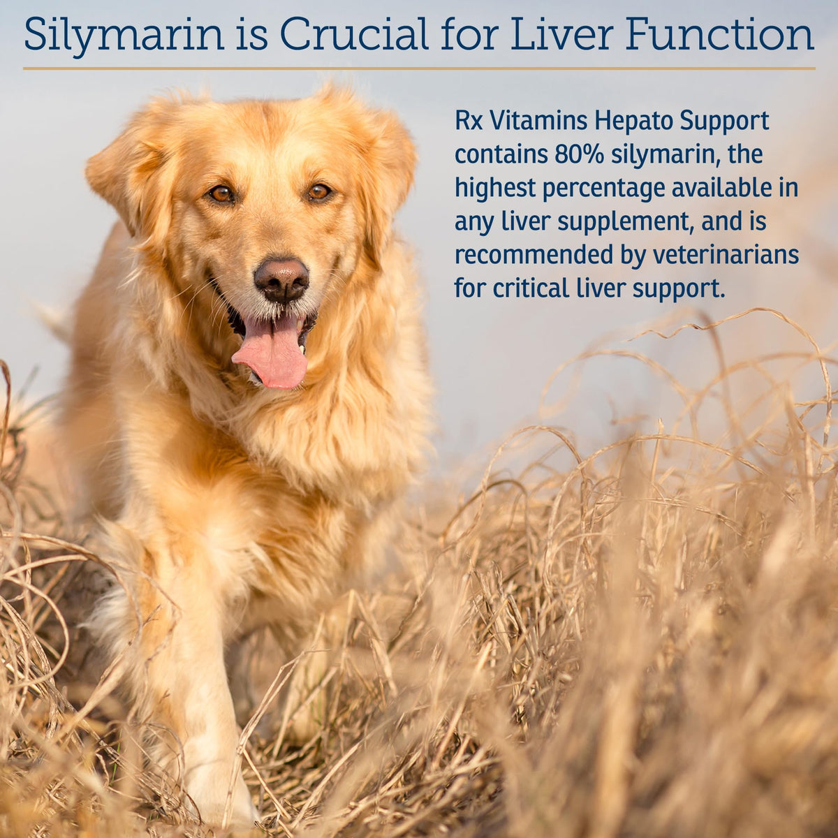 Liver Supplement 180ct D7054