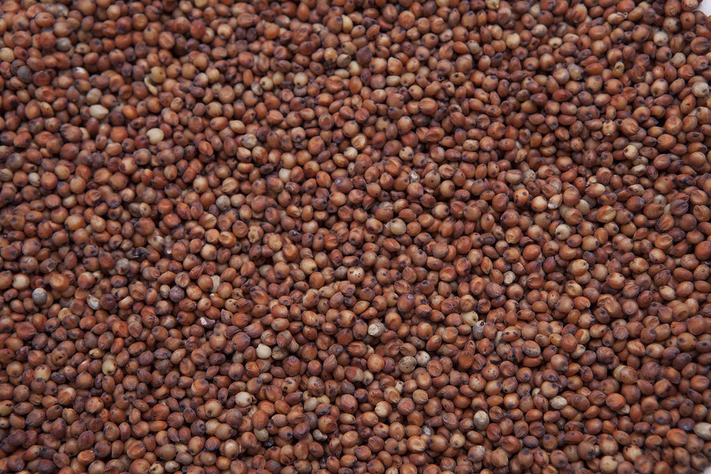 Red Milo Grain Sorghum J946