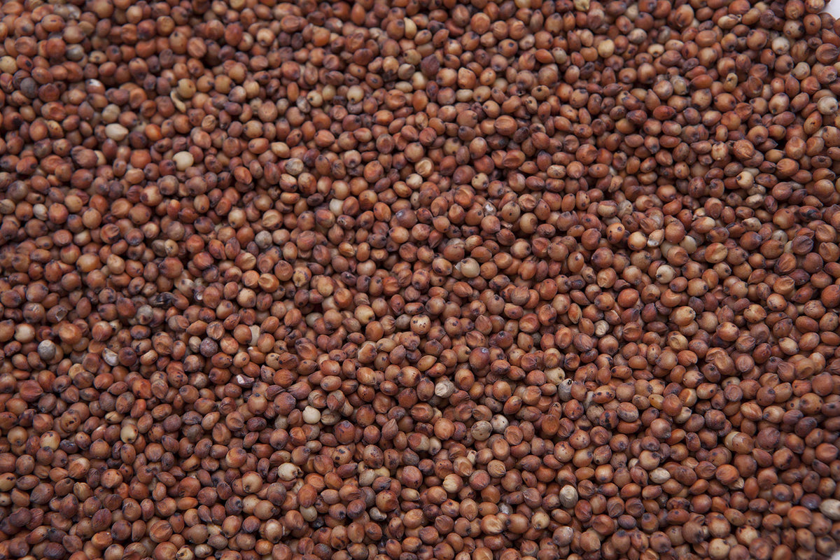 Red Milo Grain Sorghum J946